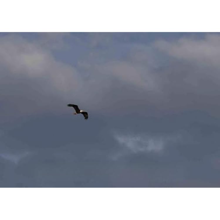 Photo- A bald eagle soars above the North Platte River at the A Bar A Ranch, a guest ranch near the town of Riverside in Carbon County, Wyoming 1 Fine Art Photo Reproduction 12in x 08in