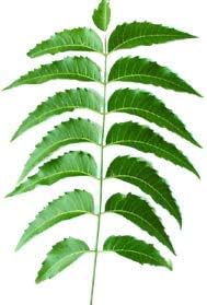 Fresh Neem Leaves 200 Leaves | Margosa, Azadirachta Indica, Indian Lilac, nim, el Nimbo de la India | |Handpicked, 100% Natural, Pesticide-Free, Non-GMO | Certified Fresh from Florida
