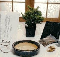 Bonsai Boy a1076 Basic Starter Kit - Juniper Procumbens - Make Your Own Bonsai Tree