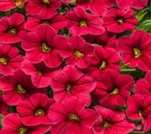 90pcs of Calibrachoa Flower Seeds