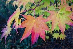 Osakazuki Japanese Maple 3 - Year Graft