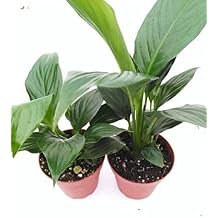 Two Peace Lily Plant Spathyphyllium - Great House Plant - 4" Pot Unique from Jmbamboo