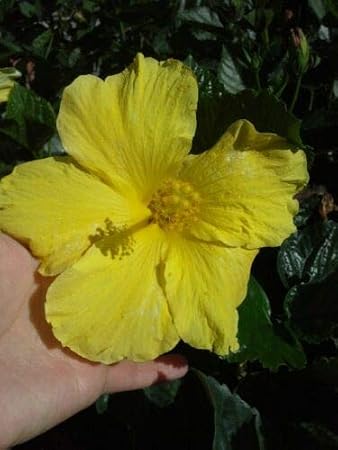 Yellow Tropical Hibiscus 5 Inches Tall Starter Size...