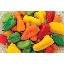 Sweet Pepper Yum Yums Hybrid Mixed Mini Bells Pkt Bel - Approx. 15 seeds