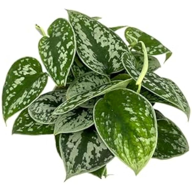Pothos Silver Splash Air Purifying House Plant, 4 Pot