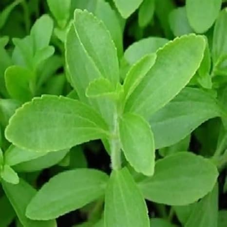 Stevia Plant Seeds 60pcs Green