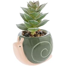 Karma, Shaped Succulent Pot, Artificial Faux Mini Succulents in Ceramic Pot, Desk Decor, Office Plants, Snail