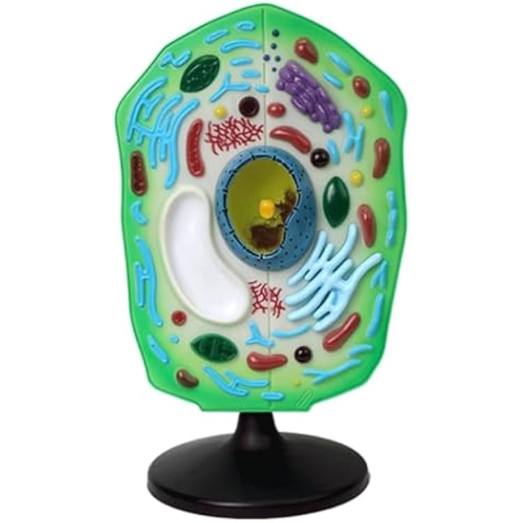 Plant Model Plant Cell Anatomy Model Anatomy Model Removable Chloroplast Organelles Biology Teaching Model for Study Display Teaching