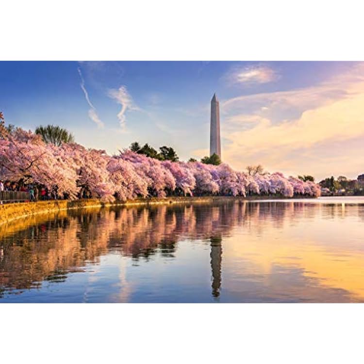 Cherry Blossoms Washington DC Monument Mall Spring Photo Cool Wall Art Print Poster 36x24