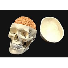 Wellden Product Medical Anatomical Human Skull Model,3-Part, w/Brain, 8-Part, Life Size