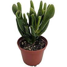 Hobbit Jade Plant - Crassula ovuta 2.5" Pot