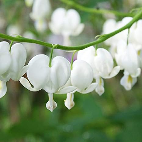 White Bleeding Hearts - Perennial Garden Flower Root - Deer Resistant