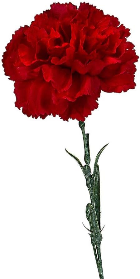 Chabaud Crimson Karanfil Çiçeği Tohumu (70 adet)