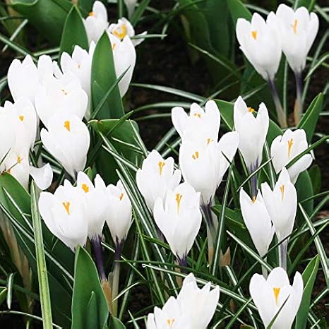Jeanne d' Arc Giant Crocus Flower Bulbs - 10 Bulbs per Pack - Naturalizing - Perennializing