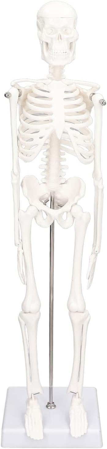 Tyenaza Human Skeleton Model, 17.72" Tall Mini Human Body Bone Structure with Metal Stand, Removable Arms and Legs
