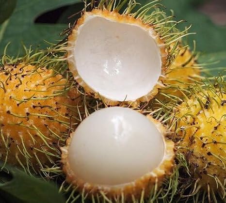 30PCS Yellow Rambutan Fruit Seeds