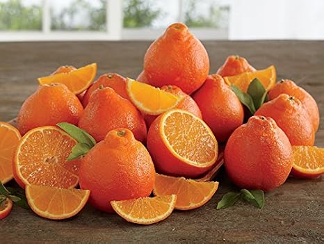 Rare Florida Honeybell Oranges Honeybell Tangelos Grove Fresh 15lbs