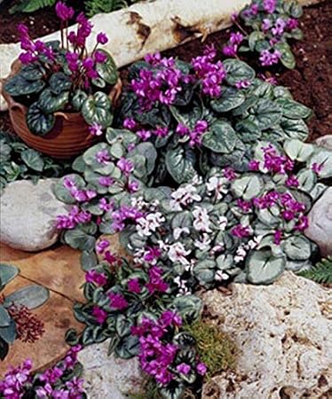 Cyclamen Coum Perennial Seeds
