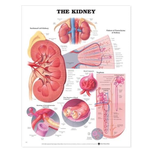 The Kidney Anatomical Chart Wall Chart February 5, 2000