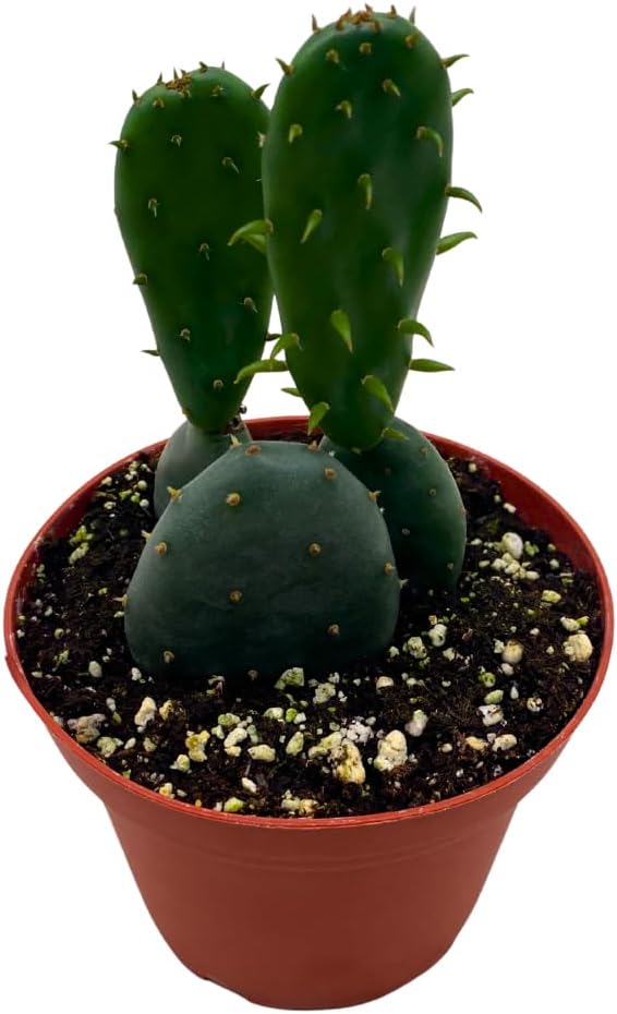 BubbleBlooms Opuntia ficus-Indica, Prickly Pear Cactus, Rare Cactus in a 4 inch Pot Well Rooted