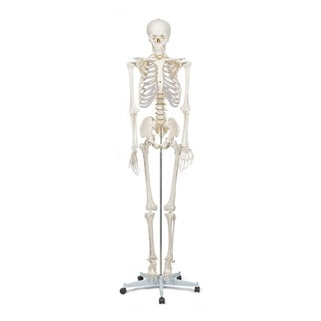 Elementary Anatomy Skeleton – Life-Size Human Skeleton | Removable Arms, Legs & 3-Part Skull | Movable Base | Skeletal & Muscular Anatomy Posters Included
