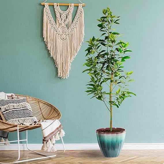 Brighter Blooms Cold Hardy Avocado Tree, 2-3 ft. | No Shipping to AK, AZ, HI, OR