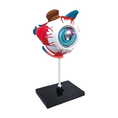 Human Eye Anatomy Model Educational Science Toys Teaching Aid