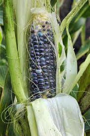 Corn, Blue HOPI, Heirloom, 20 Seeds, Great for Making Blue Corn Flour, Country Creek Acres