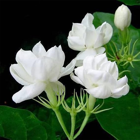 20 Jasminum Sambac Jasmine Seeds, Arabian Jasmine, Mogra, Sampaguita, Striking Perennial Fragrant Flowering Shrub Bush Tree, Attract Pollinators