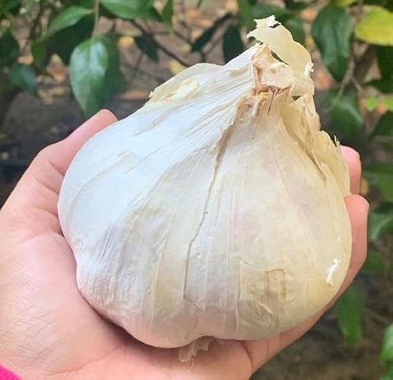 Organic elephant garlic fresh bulbs 2 pounds. produce