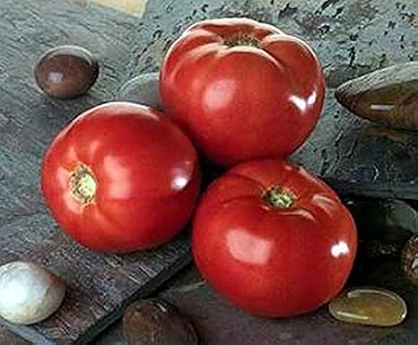 Bella Rosa Tomato Seed