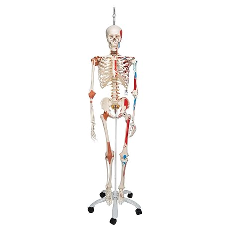 3B Scientific A13/1 Sam the Super Skeleton w/ hanging roller stand - 3B Smart Anatomy