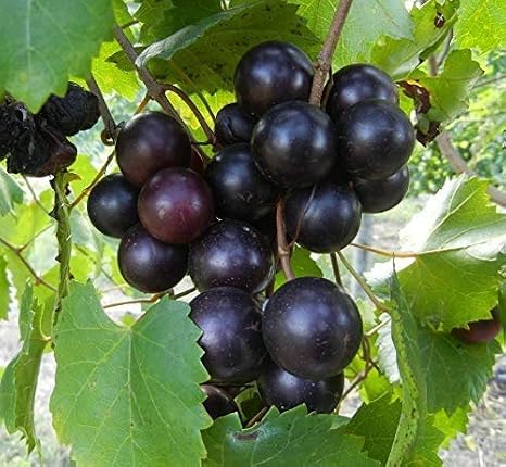 12 Healthy, Muscadine Grape Vine Unrooted Cuttings, Vitis rotundifolia, Ready to Ship