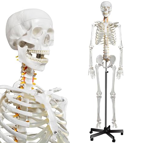 breesky Human Skeleton Model for Anatomy- Life Size Medical Human Skeleton Model with Nervous System 70.8 in with Rolling Stand for Medical Study and Display 3 Posters