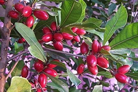 MIRACLE FRUIT PLANT (tree) Synsepalum dulcificum
