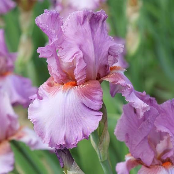 Persian Berry Re-Blooming Bearded Iris Flower Rhizome - Grows Year After Year - Perennial, Fragrant & Great for Cut Floral Arrangements - Easy to Grow Fall Planting Bulbs by Willard & May
