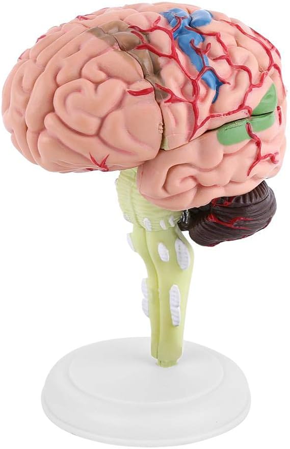 brain model Human Brain Model Disassembled Plastic Human Head Brain Anatomy Model Medical Teaching Tool Toy brain model anatomy brain model for neuroscience