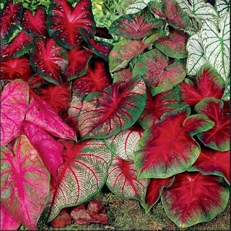100pcs Mixed Caladium Flower Seeds