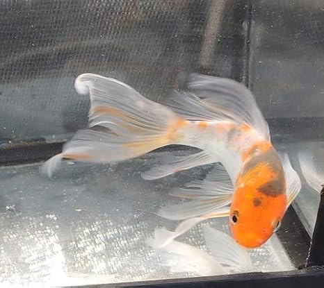 Taisho Sanke Butterfly Koi 3"""
