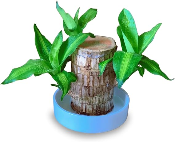 2025 New Wealth Brazilian Wood Potted Plants, Brazilian Lucky Wood, Mini Desktop Decorations and Plastic Trays