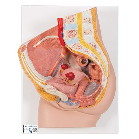 3B Scientific H10 Female Pelvis 2 Part - 3B Smart Anatomy