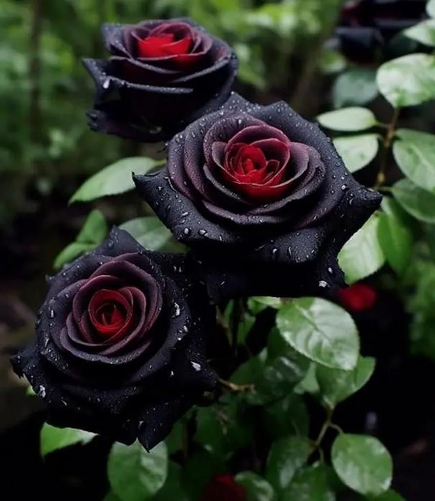 100PCS Beautiful Black Rose Seeds Rare Rose Rosa Flower Seeds Heirloom