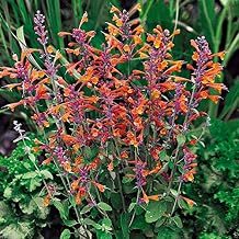 25 Seeds Agastache Aurantiaca Seeds, Tango Hummingbird Mint