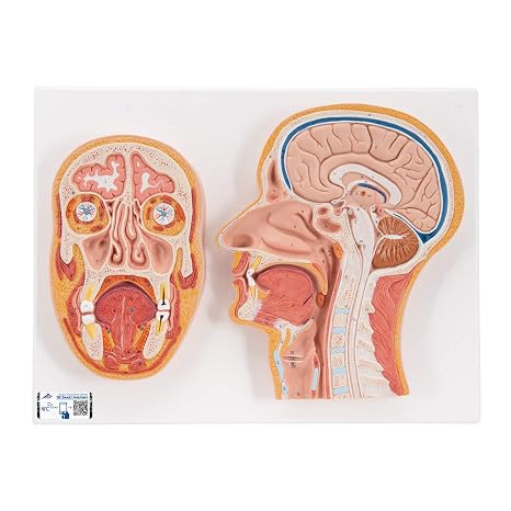 3B Scientific C13 Median and Frontal Section of the Head - 3B Smart Anatomy