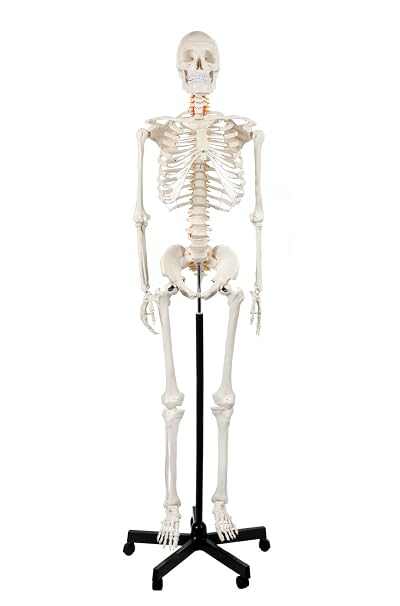 Axis Scientific Life Size Skeleton Model for Anatomy Study