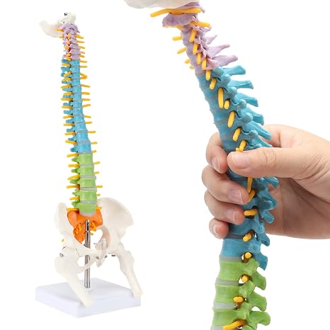 RONTEN Spine Model, 16.5" Color Human Spine Anatomy Model with Spinal Nerves, Intervertebral Discs, Pelvis Model, Great for Learning, Teaching, Displaying