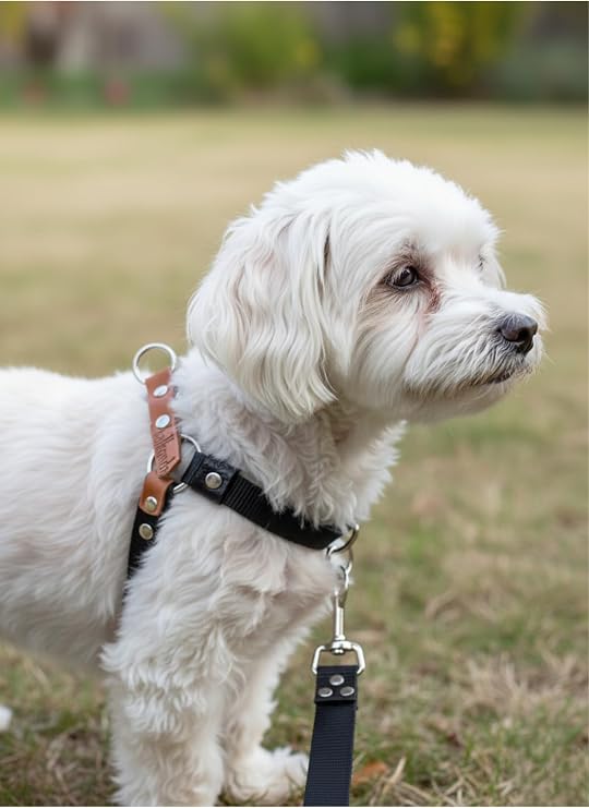 Köpek Göğüs Tasması Ayarlanabilir Minik Irk Deri Siyah