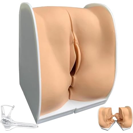 Female Gynecological Manikin Model, Training Model Female Genitals Anatomy Model Human Model Suitable for Teaching and Presentation