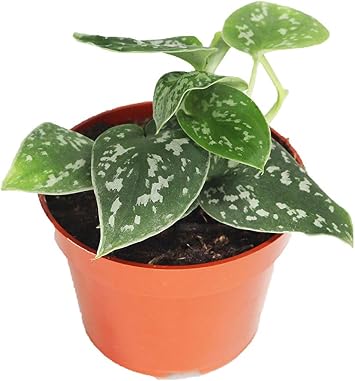 Satin Pothos - 4'' from California Tropicals