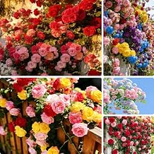 Climbing Rose Seeds for Planting, 299+ Mixed Exotic Rosa Seeds, Perennial Shrub Flower Palnts, Non-GMO Heirloom Ornamental Climbing Rosa Flower Seed for Home Garden